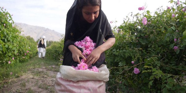 کشاورزان ننگرهاری امسال به جای کوکنار گل گلاب کشت کرده اند  - تصویر دوم خبر