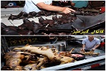 بازگشایی بازار خفاش و سگ در چین! - خبرگزاری افغان ایرکا