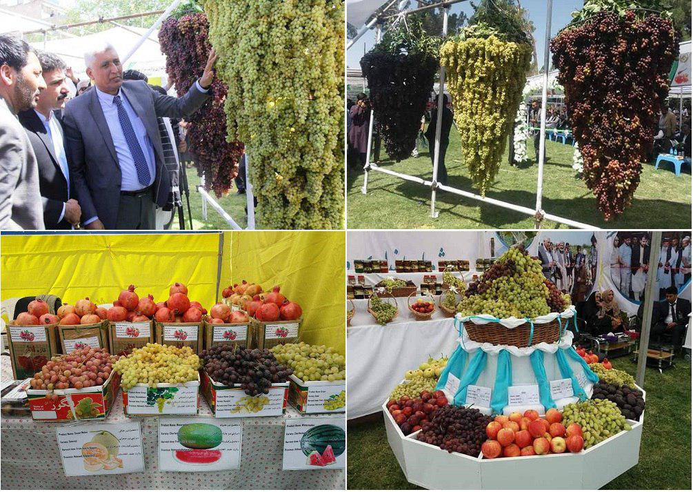 بزرگ ترین جشنوارۀ انگور در هرات برگزار شد - خبرگزاری افغان ایرکا
