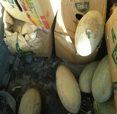 خربوزه ها را برگرداندند، انگور شان را برگردانید (عکس) - تصویر دوم خبر