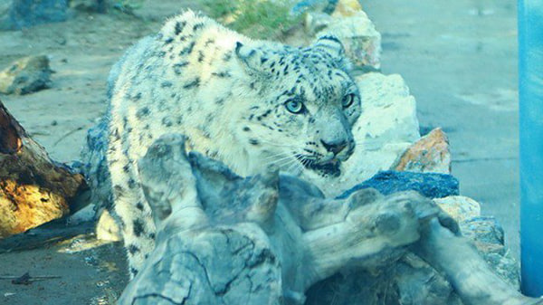 انتقال نخستین پلنگ برفی به باغ  وحش کابل