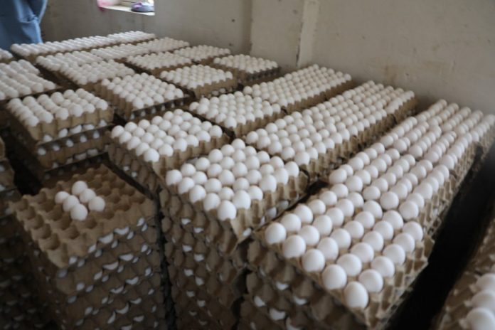 سرمایه گذاری 120 میلیون دلاری هرات در خودکفایی تولید گوشت و تخم مرغ سرمایه گذاری 120 میلیون دلاری هرات در خودکفایی تولید گوشت و تخم مرغ