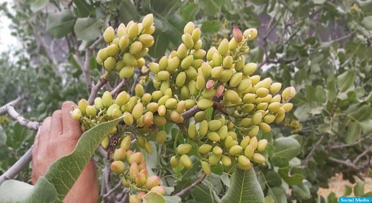  حاصلات پسته ی بادغیس در سال جاری به 36456 تُن خواهد رسید  - خبرگزاری افغان ایرکا