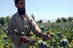ضبط 231 تن مواد مخدر در سال 1396 - خبرگزاری افغان ایرکا