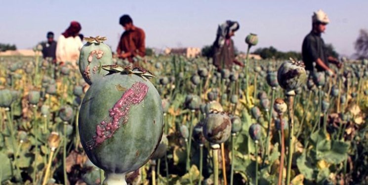  فواید منع مواد مخدر در افغانستان و چند گام مهم مورد نیاز - خبرگزاری افغان ایرکا
