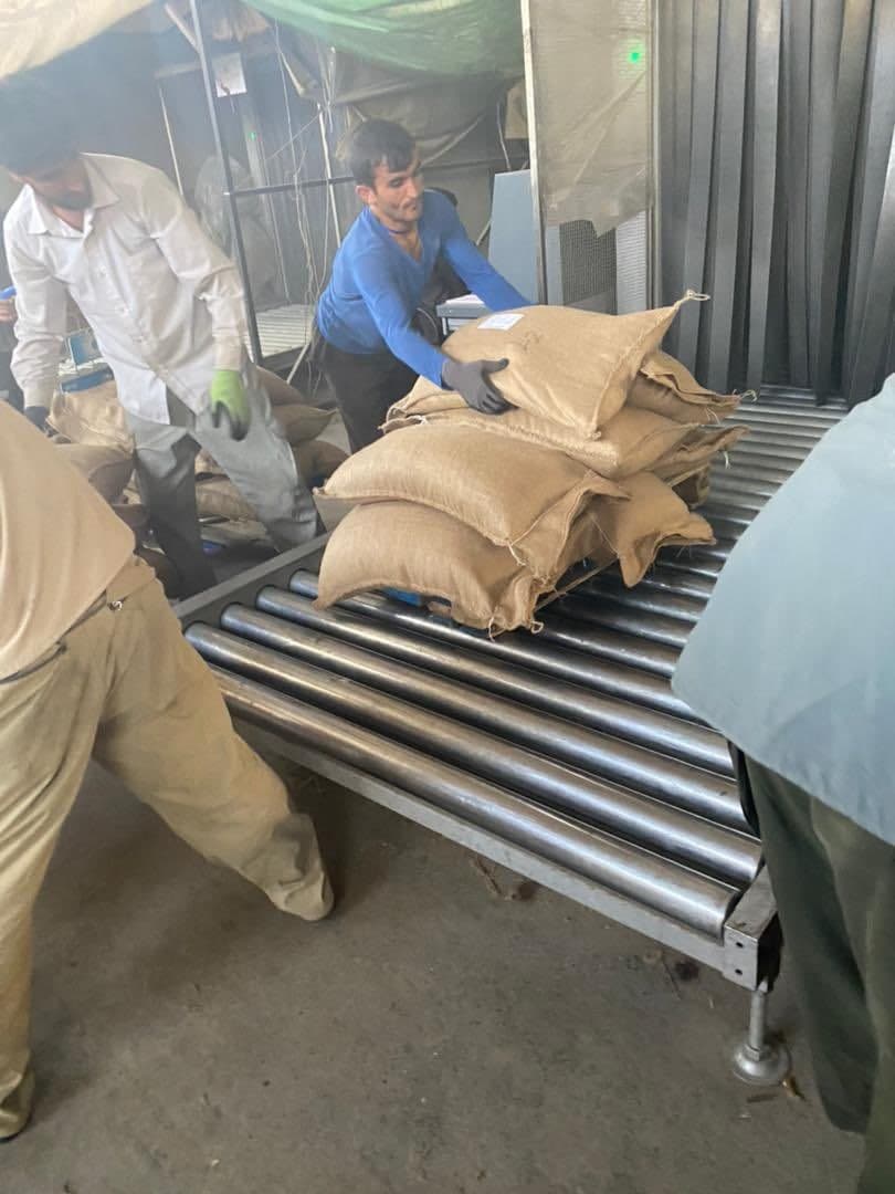 طالبان به چین جلغوزه صادر می کند - تصویر سوم خبر