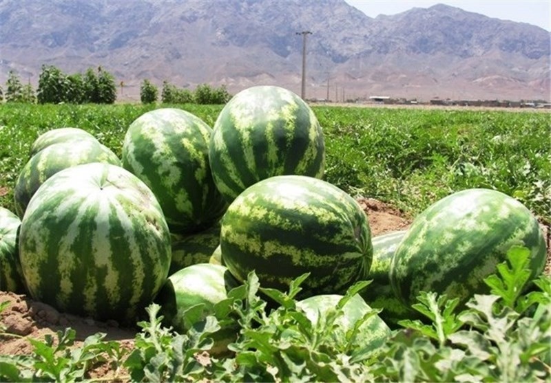 وزارت زراعت: امسال بیش از 100 هزار تن تربز در کندز تولید می شود - خبرگزاری افغان ایرکا