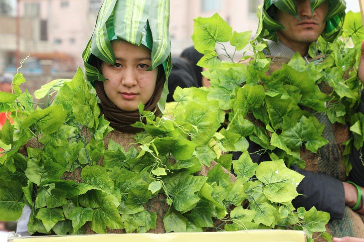 شروع کمپین ملی نهال شانی؛ نزدیک به دو میلیون نهال غرس می شود - خبرگزاری افغان ایرکا
