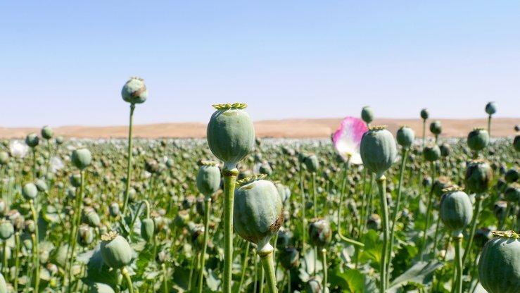 یو ان  اودی سی: مواد مخدر مصنوعی تهدیدی رو به گسترش برای جهان است