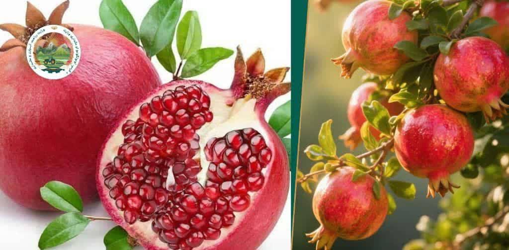 امسال از قندهار 274 هزار تُن انار برداشت خواهد شد - خبرگزاری افغان ایرکا