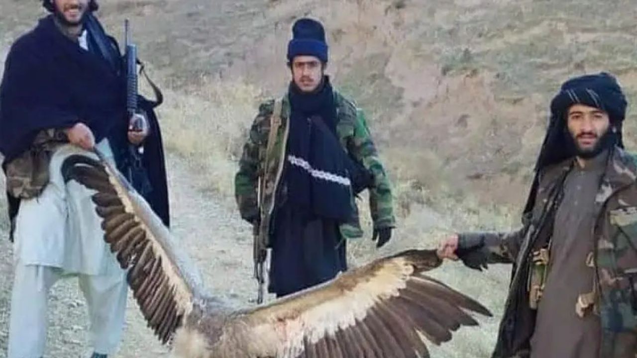 شکار «قانونی» پرندگان کمیاب توسط شیوخ عرب در قندهار