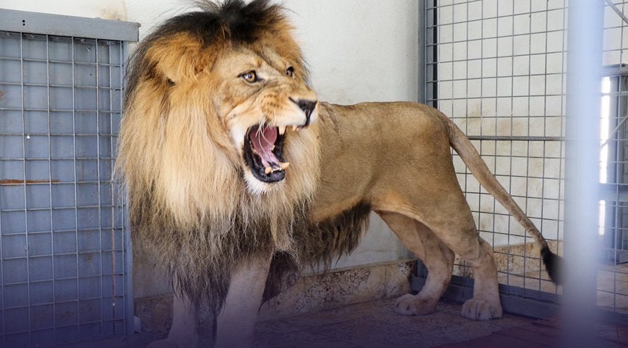 شیر حشمت خلیل کرزی به باغ وحش تحویل داده شد - خبرگزاری افغان ایرکا