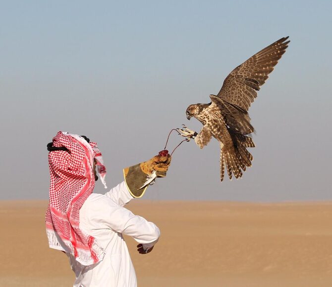 شکار «قانونی» پرندگان کمیاب توسط شیوخ عرب در قندهار شکار «قانونی» پرندگان کمیاب توسط شیوخ عرب در قندهار