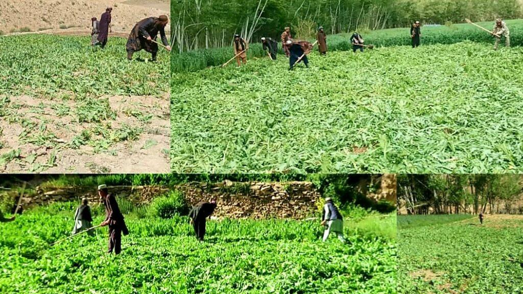  کمپاین تخریب مزارع کوکنار در غور آغاز شد - خبرگزاری افغان ایرکا