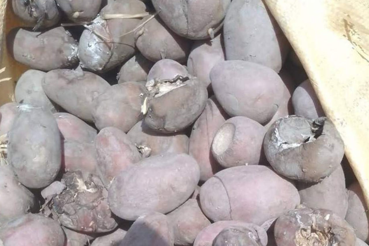 بازگرداندن 35 تُن کچالوی فاسد پاکستانی از مرز تورخم - خبرگزاری افغان ایرکا