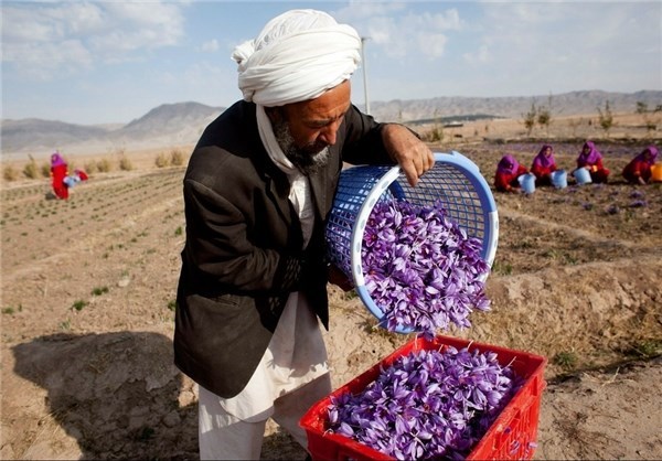 سازمان ملل به کسب وکارهای فعال در زمینه ی کشاورزی افغانستان کمک های بلاعوض می دهد سازمان ملل به کسب وکارهای فعال در زمینه ی کشاورزی افغانستان کمک های بلاعوض می دهد