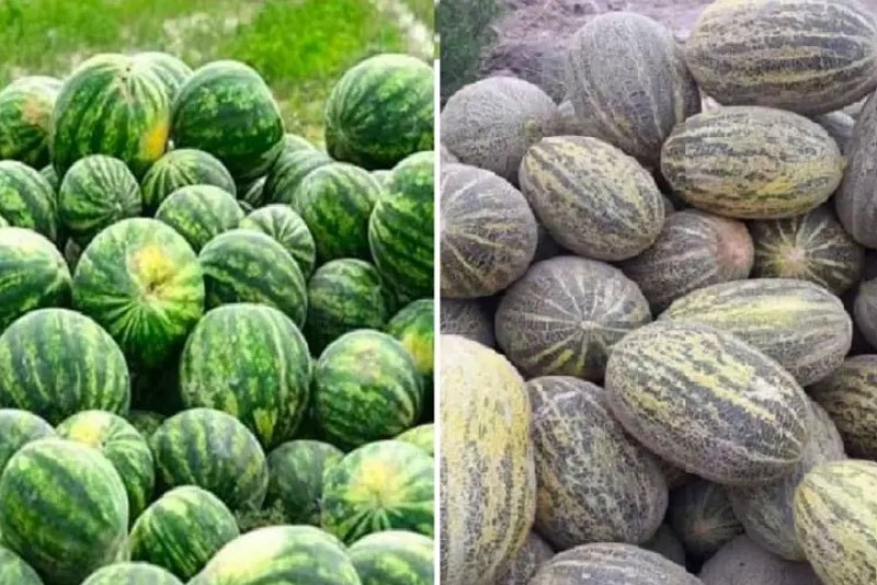 خربوزه بغلان؛ از مزارع تا بازارهای داخلی و فرصت های صادراتی