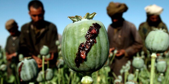 کمبود تریاک افغانستان؛ عواقب وخیمی برای غرب دارد - خبرگزاری افغان ایرکا