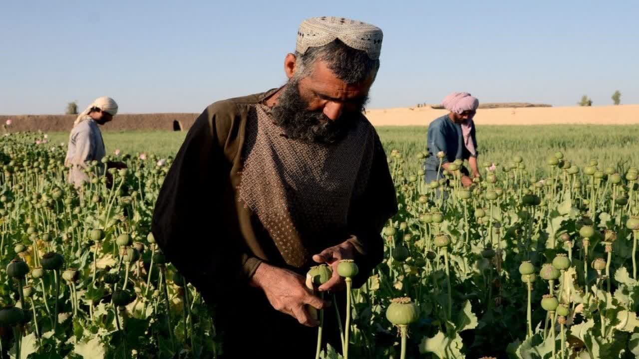  آغاز تولید مواد مخدر در آزمایش های مخفی در افغانستان - خبرگزاری افغان ایرکا