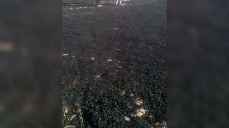طالبان حاصلات گندم یک دهقان در پکتیا را آتش زدند